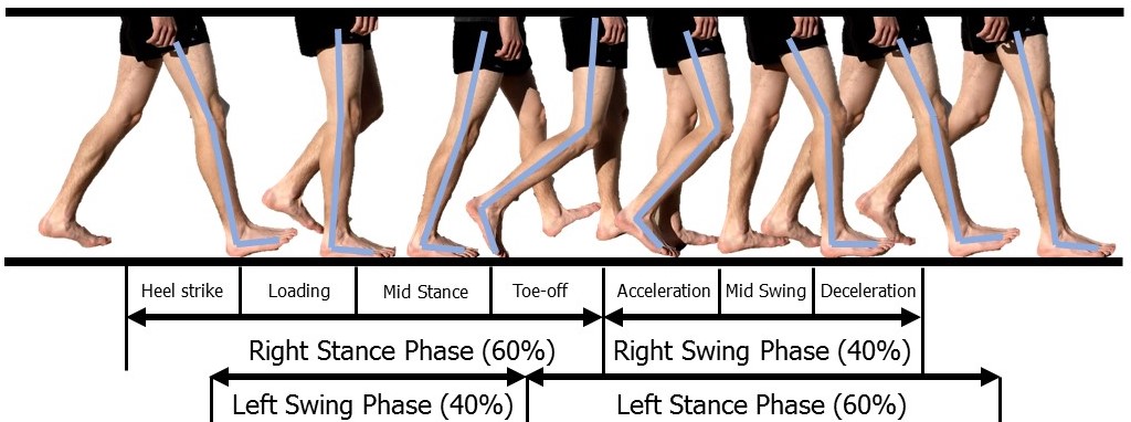 A gait phase diagram showing one leg moving through a complete step.